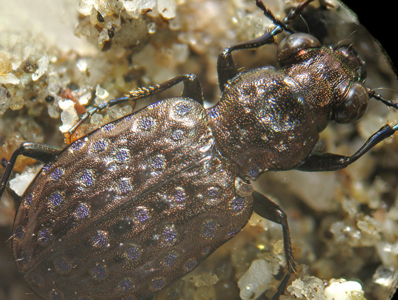 Elaphrus uliginosus